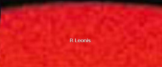 La estrella gigante roja R Leonis