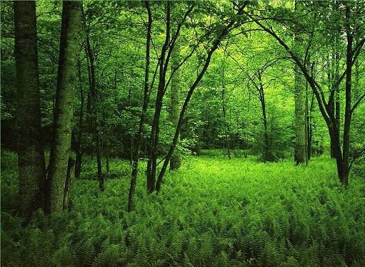 Bosque de gran color verde